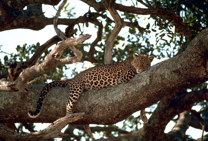 Leopard auf einem Baum 
